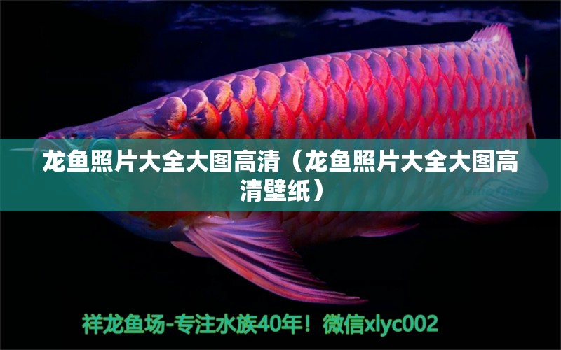 龍魚照片大全大圖高清（龍魚照片大全大圖高清壁紙）