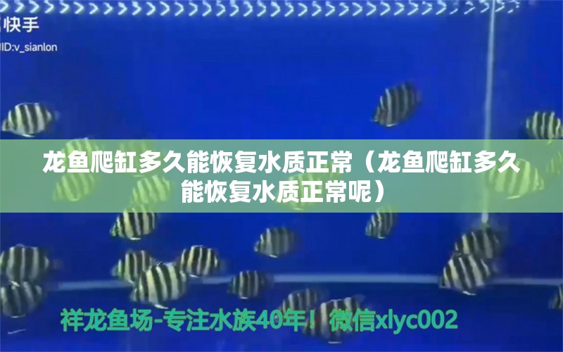 龍魚爬缸多久能恢復(fù)水質(zhì)正常（龍魚爬缸多久能恢復(fù)水質(zhì)正常呢）