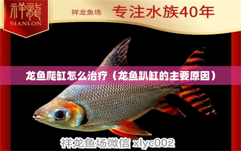 龍魚爬缸怎么治療（龍魚趴缸的主要原因）