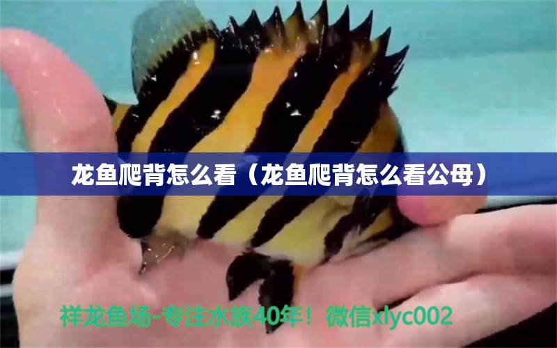 龍魚(yú)爬背怎么看（龍魚(yú)爬背怎么看公母）