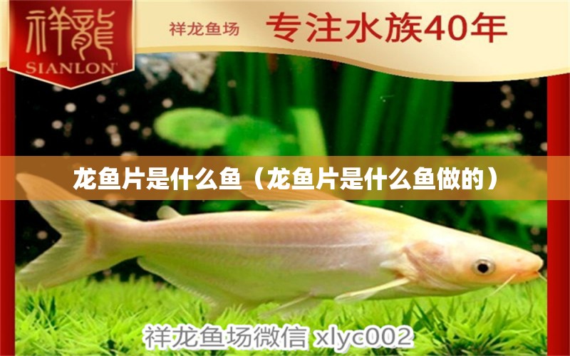 龍魚片是什么魚（龍魚片是什么魚做的）