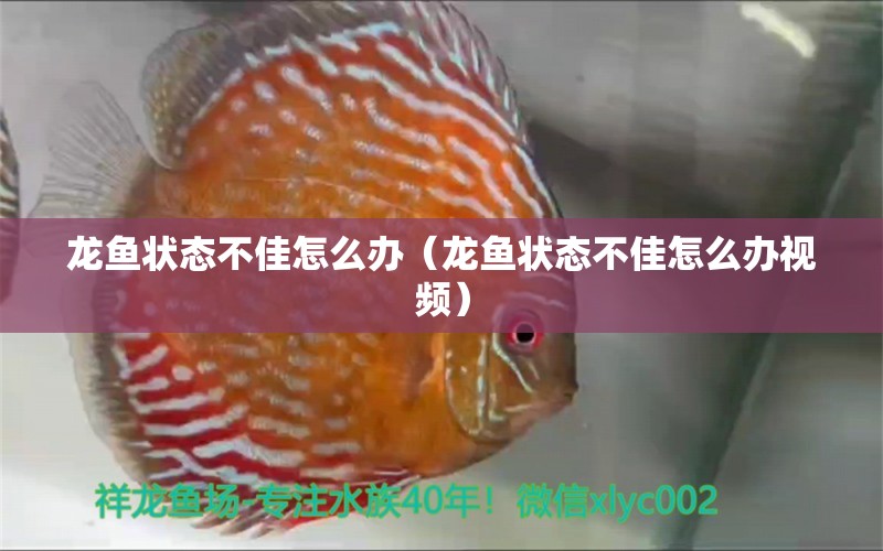 龍魚狀態(tài)不佳怎么辦（龍魚狀態(tài)不佳怎么辦視頻）