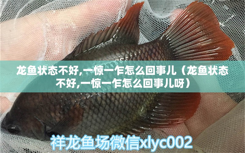 龍魚狀態(tài)不好,一驚一乍怎么回事兒（龍魚狀態(tài)不好,一驚一乍怎么回事兒呀） 龍魚疾病與治療