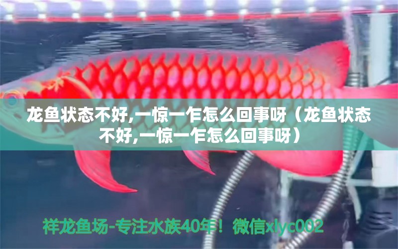 龍魚狀態(tài)不好,一驚一乍怎么回事呀（龍魚狀態(tài)不好,一驚一乍怎么回事呀） 龍魚疾病與治療