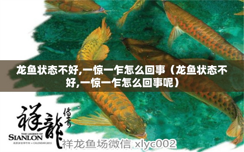 龍魚狀態(tài)不好,一驚一乍怎么回事（龍魚狀態(tài)不好,一驚一乍怎么回事呢）