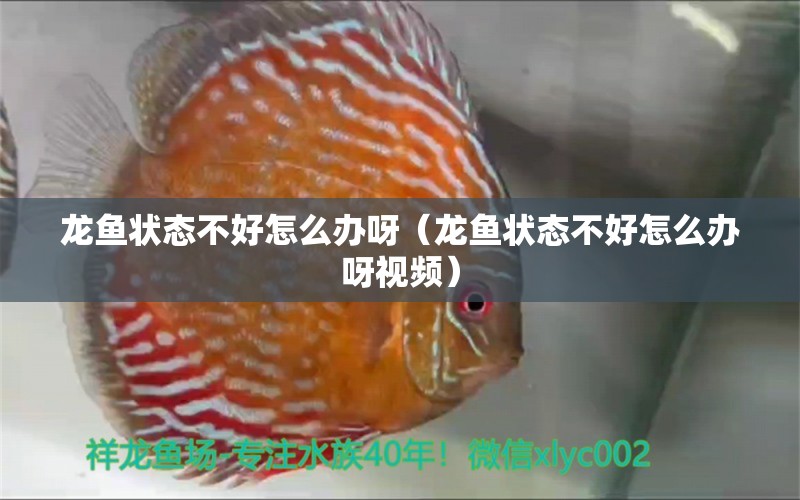 龍魚狀態(tài)不好怎么辦呀（龍魚狀態(tài)不好怎么辦呀視頻）