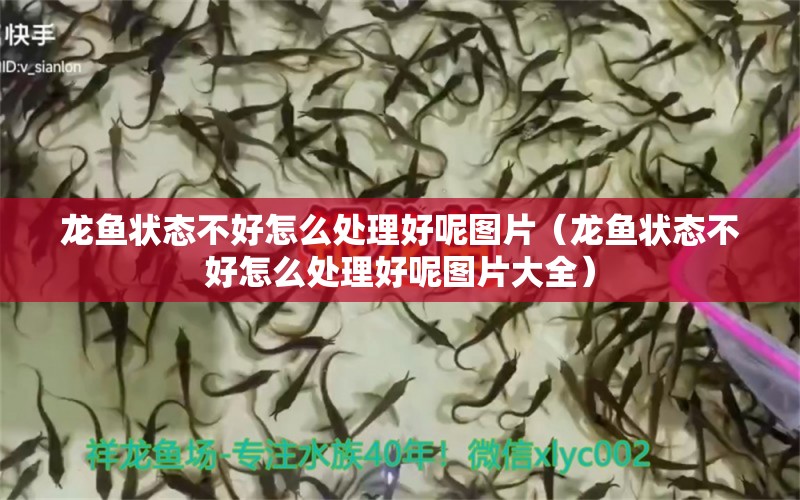 龍魚(yú)狀態(tài)不好怎么處理好呢圖片（龍魚(yú)狀態(tài)不好怎么處理好呢圖片大全） 龍魚(yú)疾病與治療