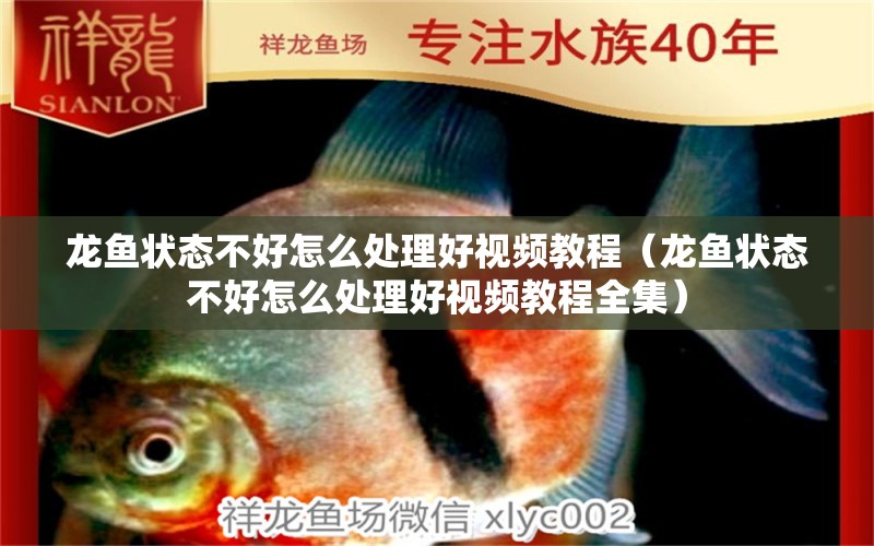 龍魚狀態(tài)不好怎么處理好視頻教程（龍魚狀態(tài)不好怎么處理好視頻教程全集）