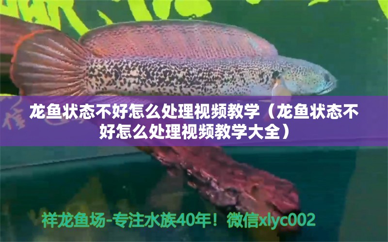 龍魚狀態(tài)不好怎么處理視頻教學(xué)（龍魚狀態(tài)不好怎么處理視頻教學(xué)大全）