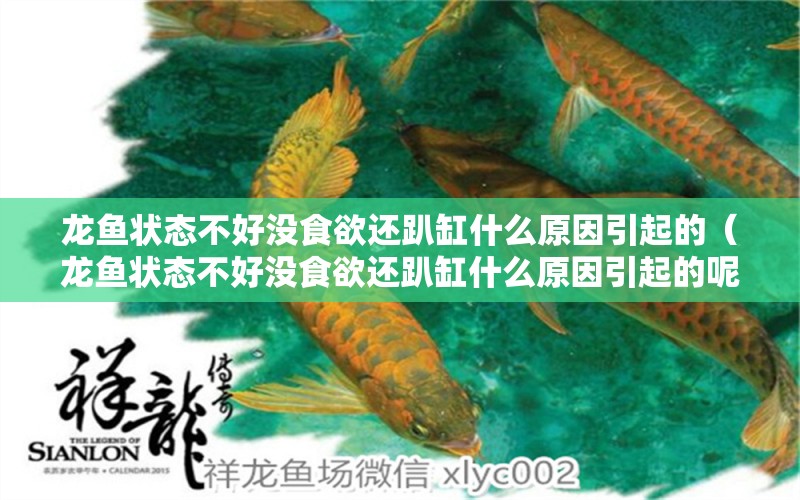 龍魚狀態(tài)不好沒食欲還趴缸什么原因引起的（龍魚狀態(tài)不好沒食欲還趴缸什么原因引起的呢） 龍魚疾病與治療