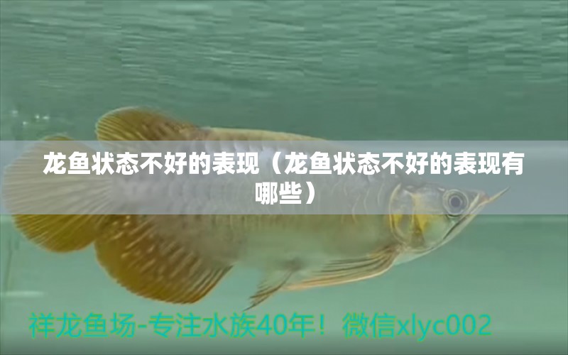 龍魚狀態(tài)不好的表現(xiàn)（龍魚狀態(tài)不好的表現(xiàn)有哪些）