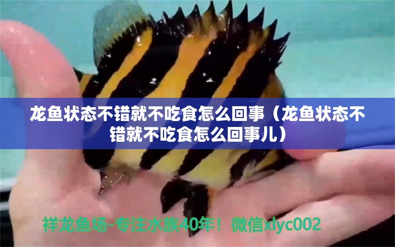 龍魚狀態(tài)不錯就不吃食怎么回事（龍魚狀態(tài)不錯就不吃食怎么回事兒）