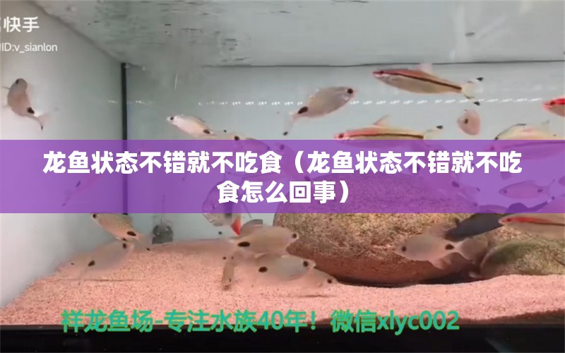 龍魚狀態(tài)不錯就不吃食（龍魚狀態(tài)不錯就不吃食怎么回事）