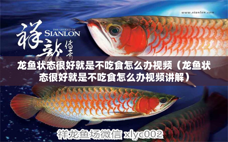 龍魚狀態(tài)很好就是不吃食怎么辦視頻（龍魚狀態(tài)很好就是不吃食怎么辦視頻講解）