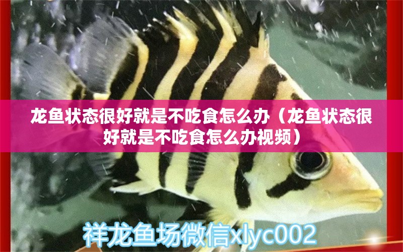 龍魚(yú)狀態(tài)很好就是不吃食怎么辦（龍魚(yú)狀態(tài)很好就是不吃食怎么辦視頻）