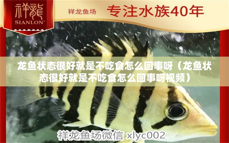 龍魚狀態(tài)很好就是不吃食怎么回事呀（龍魚狀態(tài)很好就是不吃食怎么回事呀視頻）