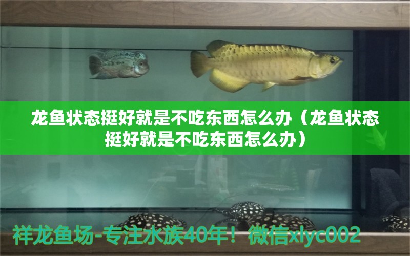 龍魚狀態(tài)挺好就是不吃東西怎么辦（龍魚狀態(tài)挺好就是不吃東西怎么辦）