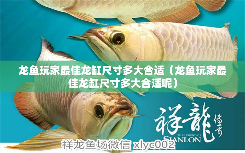 龍魚(yú)玩家最佳龍缸尺寸多大合適（龍魚(yú)玩家最佳龍缸尺寸多大合適呢）