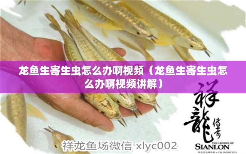 龍魚生寄生蟲怎么辦啊視頻（龍魚生寄生蟲怎么辦啊視頻講解）