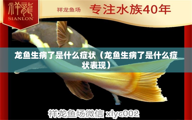 龍魚生病了是什么癥狀（龍魚生病了是什么癥狀表現(xiàn)） 廣州龍魚批發(fā)市場