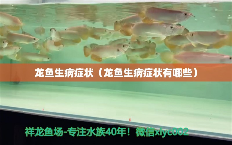 龍魚生病癥狀（龍魚生病癥狀有哪些） 龍魚疾病與治療