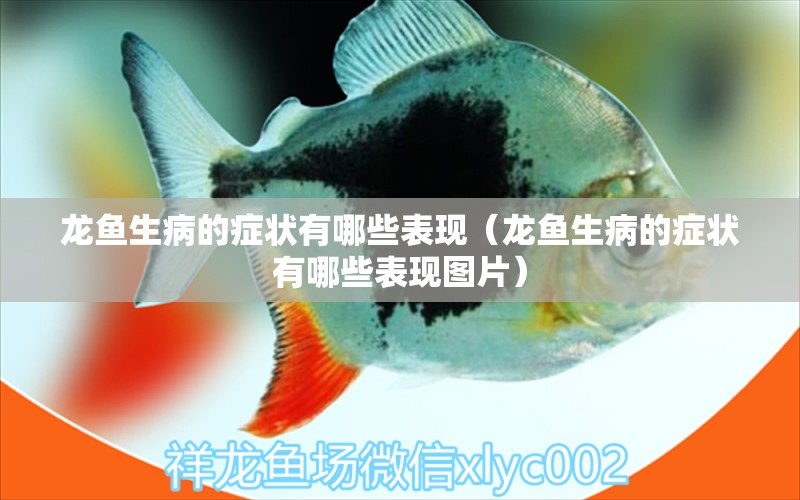 龍魚生病的癥狀有哪些表現(xiàn)（龍魚生病的癥狀有哪些表現(xiàn)圖片）