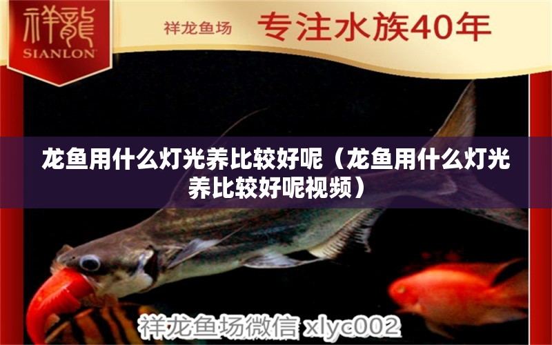 龍魚(yú)用什么燈光養(yǎng)比較好呢（龍魚(yú)用什么燈光養(yǎng)比較好呢視頻）