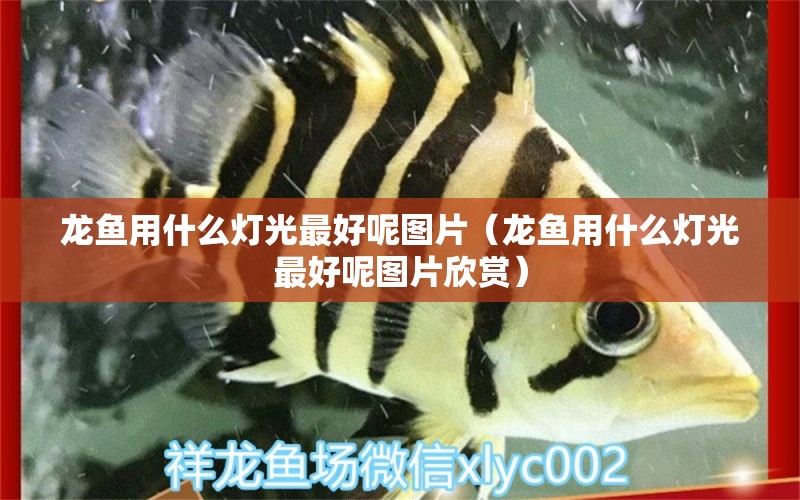 龍魚用什么燈光最好呢圖片（龍魚用什么燈光最好呢圖片欣賞） 龍魚批發(fā)