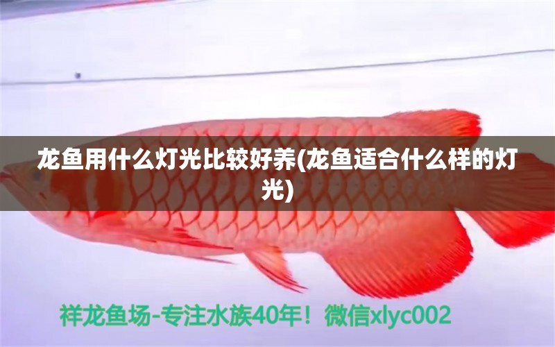 龍魚(yú)用什么燈光比較好養(yǎng)(龍魚(yú)適合什么樣的燈光) 紅頭利魚(yú)