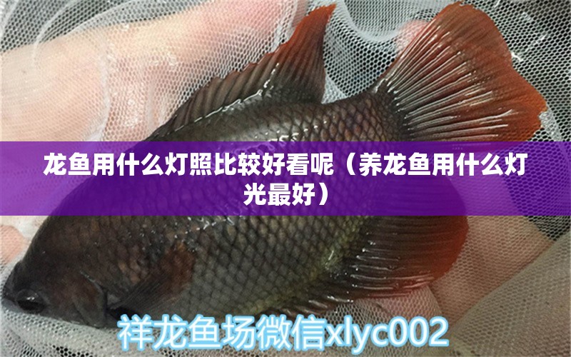 龍魚用什么燈照比較好看呢（養(yǎng)龍魚用什么燈光最好）