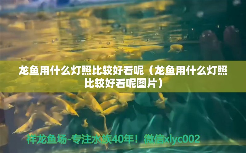 龍魚用什么燈照比較好看呢（龍魚用什么燈照比較好看呢圖片）