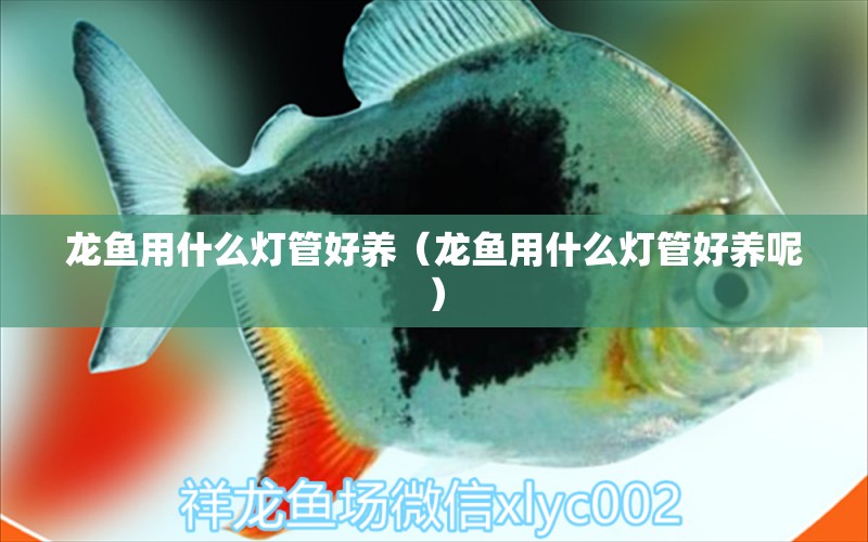 龍魚(yú)用什么燈管好養(yǎng)（龍魚(yú)用什么燈管好養(yǎng)呢） 慈雕魚(yú)