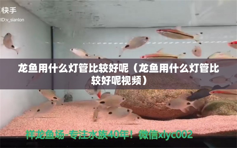 龍魚用什么燈管比較好呢（龍魚用什么燈管比較好呢視頻）