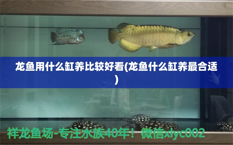 龍魚用什么缸養(yǎng)比較好看(龍魚什么缸養(yǎng)最合適) 水族世界