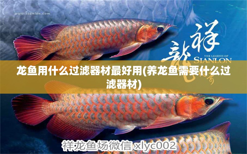 龍魚用什么過濾器材最好用(養(yǎng)龍魚需要什么過濾器材) 豬鼻龜