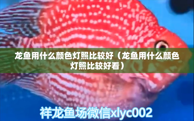 龍魚用什么顏色燈照比較好（龍魚用什么顏色燈照比較好看） 廣州龍魚批發(fā)市場