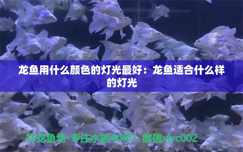 龍魚用什么顏色的燈光最好：龍魚適合什么樣的燈光