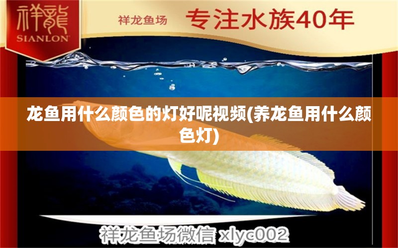 龍魚用什么顏色的燈好呢視頻(養(yǎng)龍魚用什么顏色燈) 水族燈（魚缸燈） 第1張