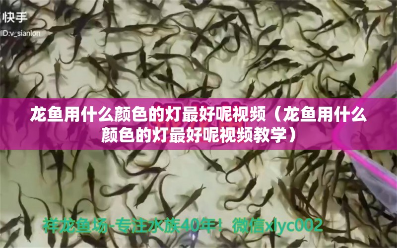 龍魚(yú)用什么顏色的燈最好呢視頻（龍魚(yú)用什么顏色的燈最好呢視頻教學(xué)） 女王大帆魚(yú)苗 第1張