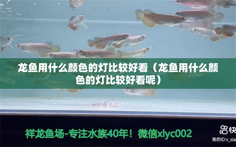 龍魚用什么顏色的燈比較好看（龍魚用什么顏色的燈比較好看呢） 潛水泵