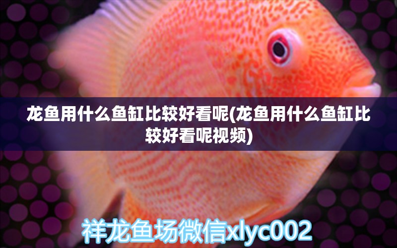 龍魚用什么魚缸比較好看呢(龍魚用什么魚缸比較好看呢視頻)