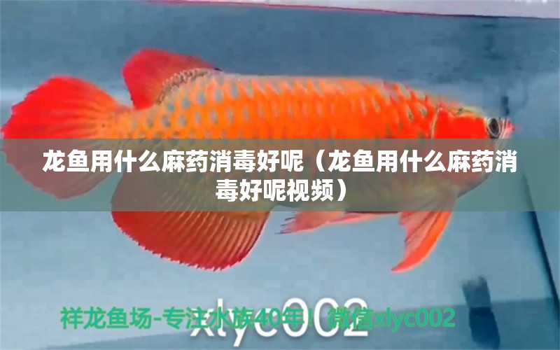 龍魚(yú)用什么麻藥消毒好呢（龍魚(yú)用什么麻藥消毒好呢視頻）