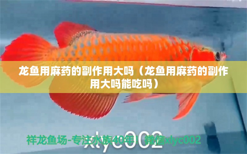 龍魚用麻藥的副作用大嗎（龍魚用麻藥的副作用大嗎能吃嗎）