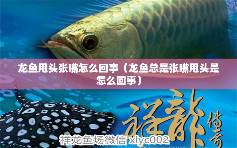 龍魚甩頭張嘴怎么回事（龍魚總是張嘴甩頭是怎么回事） 觀賞魚