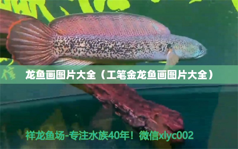 龍魚畫圖片大全（工筆金龍魚畫圖片大全）