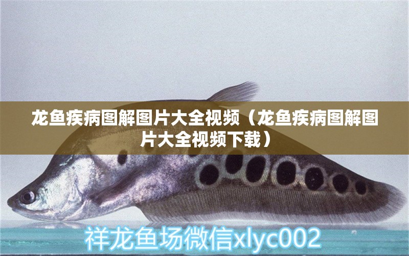 龍魚疾病圖解圖片大全視頻（龍魚疾病圖解圖片大全視頻下載） 龍魚疾病與治療