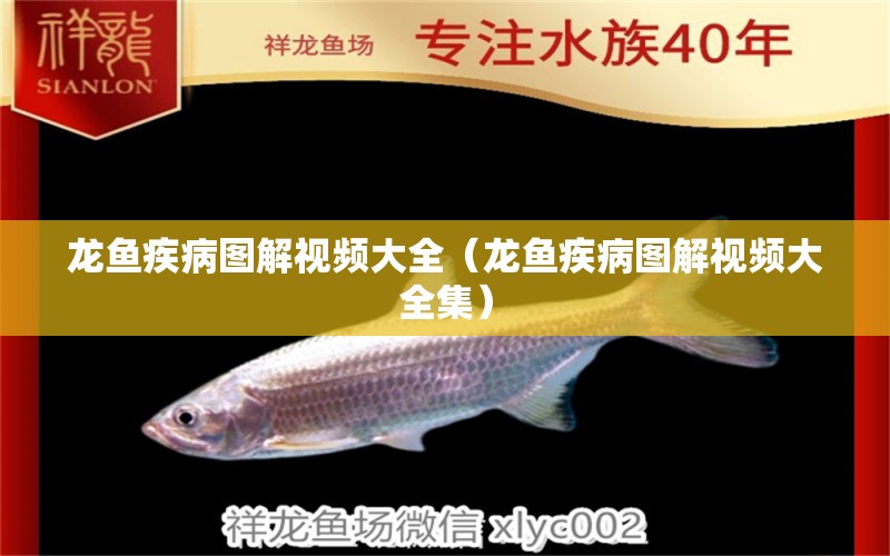 龍魚疾病圖解視頻大全（龍魚疾病圖解視頻大全集） 龍魚疾病與治療