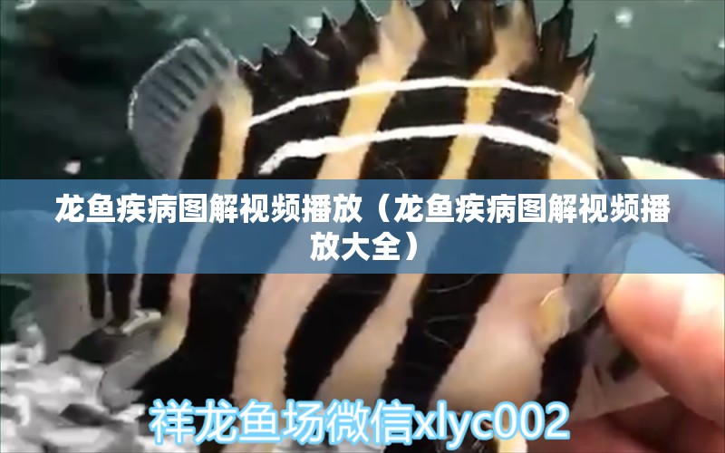 龍魚(yú)疾病圖解視頻播放（龍魚(yú)疾病圖解視頻播放大全） 龍魚(yú)疾病與治療