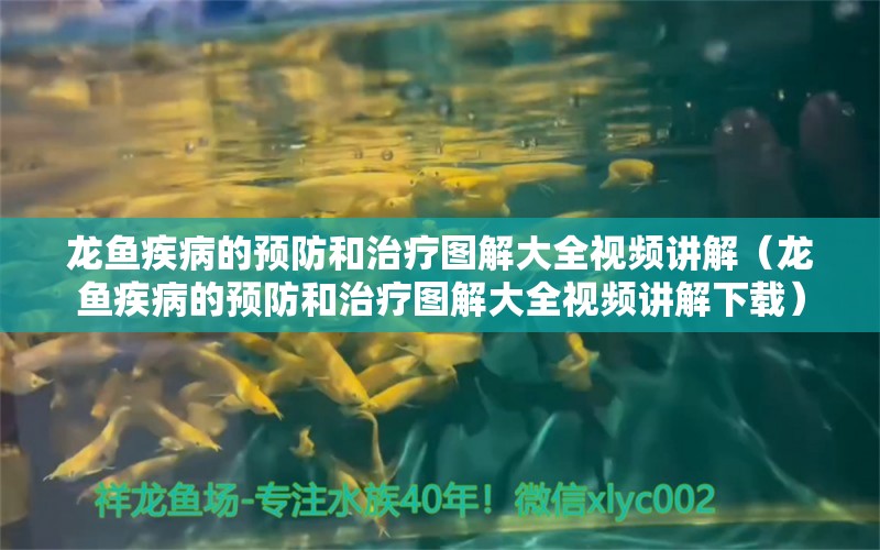 龍魚疾病的預(yù)防和治療圖解大全視頻講解（龍魚疾病的預(yù)防和治療圖解大全視頻講解下載）