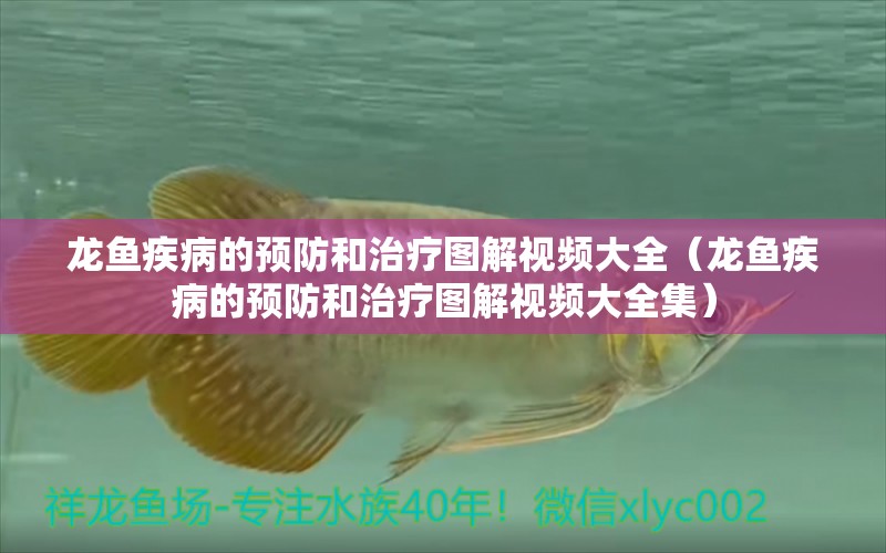 龍魚疾病的預(yù)防和治療圖解視頻大全（龍魚疾病的預(yù)防和治療圖解視頻大全集）